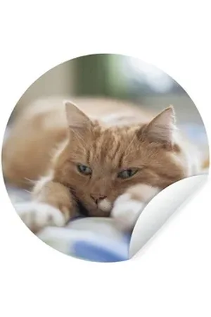 MuchoWow Wandsticker Katze - Bett - Tagesdecke - Mädchen - Kinder - Kinder - Kind (1 St), Selbstklebende Runde Vliestapete, Wohnzimmer, 140x140 cm bunt 140 cm x 140 cm x 0.1 cm
