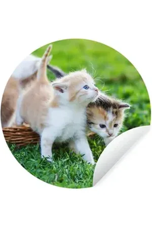 MuchoWow Wandsticker Kätzchen - Katze - Korb - Mädchen - Kinder - Jungen - Kinder (1 St), Selbstklebende Runde Vliestapete, Wohnzimmer, 140x140 cm bunt 140 cm x 140 cm x 0.1 cm
