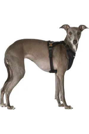 Merlot Ardor Dog Harness